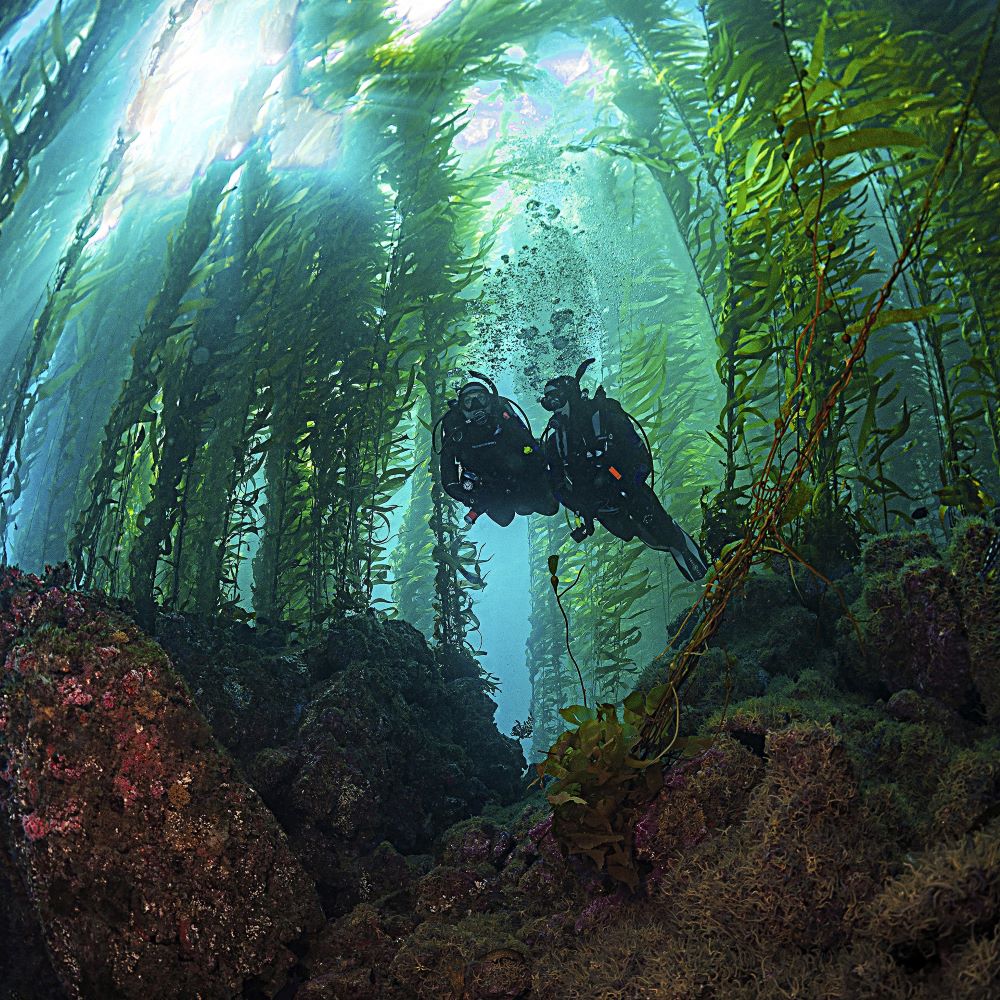 New divers practicing skills in calm water